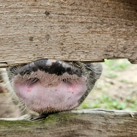 Gnaden -und Saale Wittgenstein Дом отдыха Schorstedt