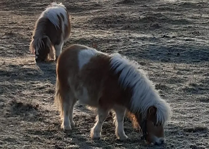 Gnaden -und Saale Wittgenstein Schorstedt