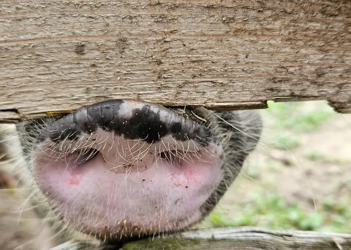 Gnaden -und Saale Wittgenstein Ferienhaus Schorstedt