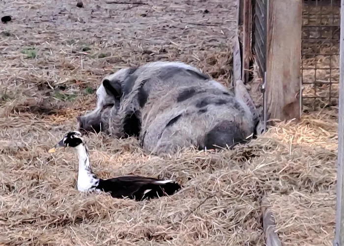 Gnaden -und Saale Wittgenstein * Schorstedt